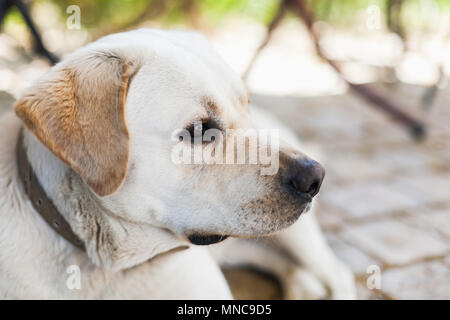 Profil Portrait von weißer Labrador Retriever Hund Stockfoto