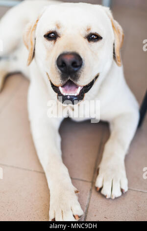 Close-up vertikale Portrait von weißer Labrador Retriever, selektiver Weichzeichner auf den Augen Stockfoto