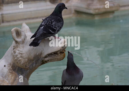 Tauben in den Brunnen in siena Italien Scherzen auf Statuen von einem Wolf und sogar zum Trinken aus dem Mund Stockfoto