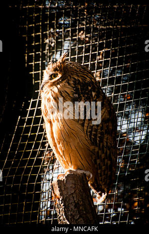 Buffy fische Eule in der Prager Zoo Stockfoto