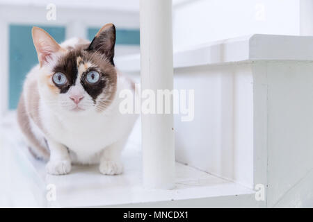 Blue eyed Thai Katze liegend auf weißen Treppe. Stockfoto