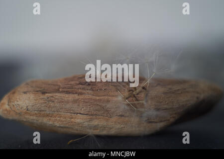 Makro Löwenzahn Flusen und antikem Holz auf grauem Ton Hintergrund mit Kopie Raum Stockfoto