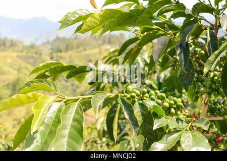 Nahaufnahme der Kaffeebohnen und Bäume auf den Kaffeeplantagen im Hochland rund um Lake Toba. Sumatra, Indonesien Stockfoto