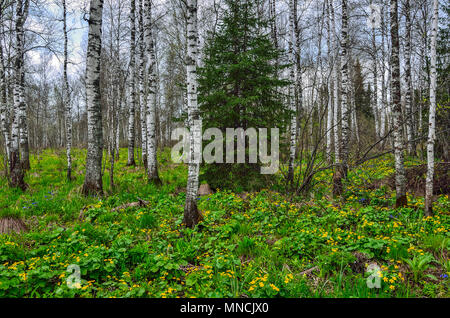 Hell geblümten Teppich gelbe Sumpfdotterblume oder Kingcup Blumen (Caltha palustris) im Frühjahr Birke Wald - schöne Frühling Landschaft Stockfoto