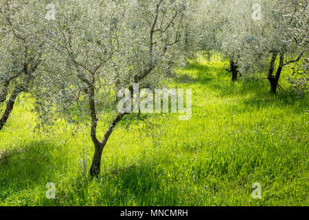 Olivenbäume auf einer grünen Wiese durch die Frühlingssonne in der Nähe von Florenz, Toskana, Italien beleuchtet Stockfoto