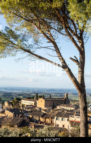 Schöner Blick auf die Chiesa di Sant'Agostino katholischen Kirche durch Pine Tree mit toskanischen Landschaften, San Gimignano in der Provinz Siena, Toskana, Italien Stockfoto