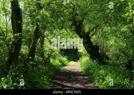 Schönen Wanderweg in Swillington, Leeds Stockfoto