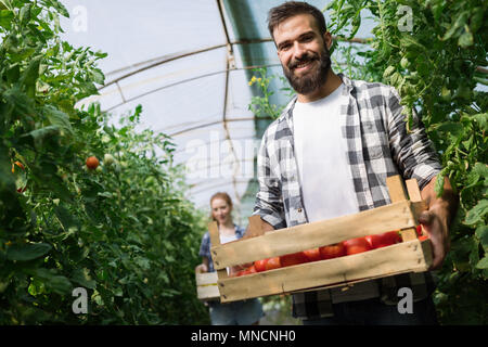 Das freundliche Team der Ernte von frischem Gemüse aus dem Gewächshaus Garten Stockfoto