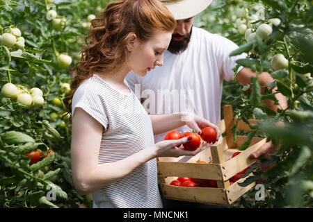 Das freundliche Team der Ernte von frischem Gemüse aus dem Gewächshaus Garten Stockfoto