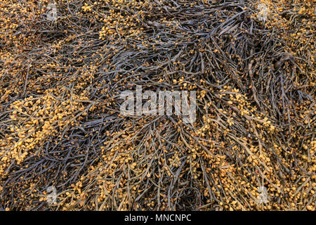 Blase Rack (Fucus vesiculosus), Halbinsel Snaefellsnes, West Island, Island Stockfoto