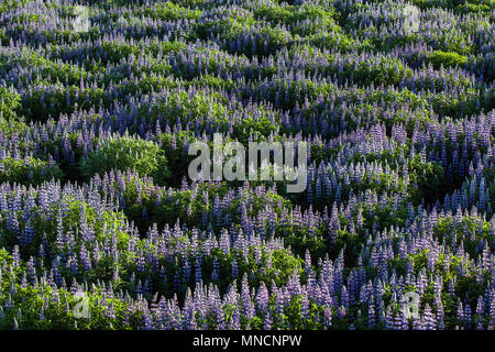 Wiese mit blauen Nootka Lupine (Lupinus nootkatensis), in der Nähe von Hellissandur, Halbinsel Snaefellsnes, Western Island, Island Stockfoto