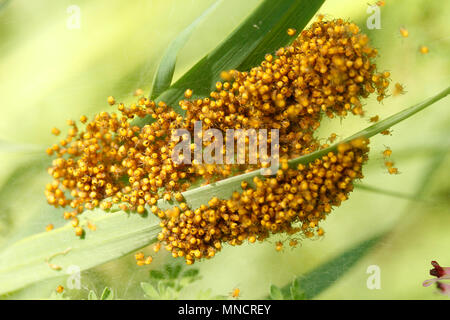 Neugeborene spinnen. Araneus diadematus. Stockfoto