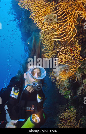 Taucher und gelber Gorgonia fan Coral im Mittelmeer | Mittelmeer Taucherin mit Fächerkoralle/27.09.05 Gorgonien (Eunicella cavolinii) Stockfoto