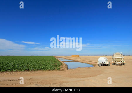 Bebautes Feld mit künstlicher Bewässerung, wachsende in Zeilen, USA Stockfoto