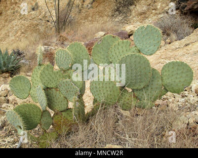 Cactus im Organ Pipe Cactus National Monument, Arizona, USA Stockfoto