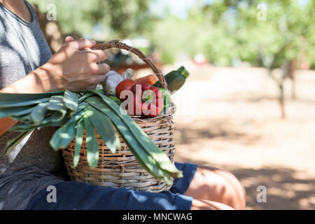 Nahaufnahme eines jungen kaukasischen Mann, Sitzen, Draußen, mit einem rustikalen Korb in seinem Schoß voller Gemüse frisch in einem organischen Orchard gesammelt Stockfoto