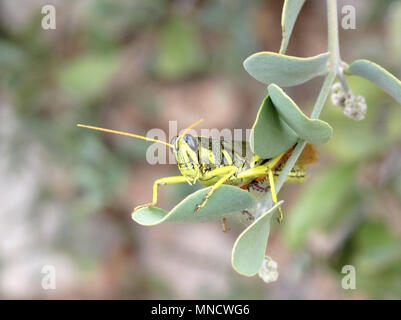 Schönen roten Beinen Heuschrecke im Organ Pipe Cactus National Monument, Arizona, USA Stockfoto