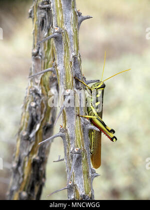 Schönen roten Beinen Heuschrecke im Organ Pipe Cactus National Monument, Arizona, USA Stockfoto