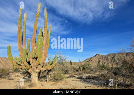 Großer Elefant Cardon Kaktus Kaktus Pachycereus pringlei oder an eine Wüste Landschaft, Baja California Sur, Mexiko Stockfoto