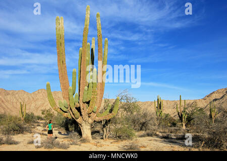 Eine Frau zeigt die unglaubliche Höhe der große Elefant Cardon Kaktus oder Cactus Pachycereus pringlei, Baja California Sur, Mexiko Stockfoto