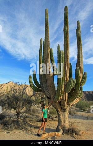 Eine Frau zeigt die unglaubliche Höhe der große Elefant Cardon Kaktus oder Cactus Pachycereus pringlei, Baja California Sur, Mexiko Stockfoto