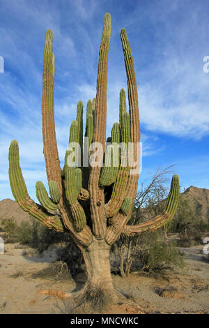 Großer Elefant Cardon Kaktus Kaktus Pachycereus pringlei oder an eine Wüste Landschaft, Baja California Sur, Mexiko Stockfoto