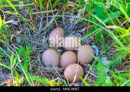 Weibliche Fasan Eier. Verlassenen Nest mit weiblichen Fasan Eier Stockfoto