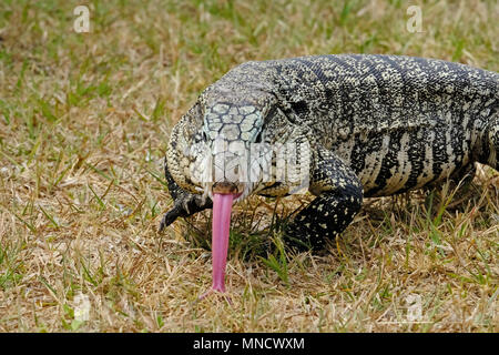 Argentinische Schwarze und Weiße Riese Tegu, tupinambis Merianae Merianae oder Salvator Stockfoto