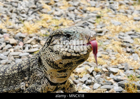 Argentinische Schwarze und Weiße Riese Tegu, tupinambis Merianae Merianae oder Salvator Stockfoto