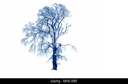 LONDON, ENGLAND - 18. Juli: Ein einsamer schneebedeckten Baum steht in ruhiger Lage im Winter auf einem weißen Schnee Hintergrund und mit Schnee Zweige am 18. Juli 2010 gedeckt. Vereinigtes Königreich. Stockfoto