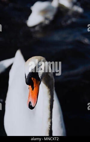 Neugierig weiße Schwäne schwimmen auf der Alster Canal in der Nähe von Hamburger Rathaus Stockfoto