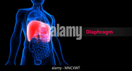 Menschlichen Körper Organe Membran Anatomie Stockfoto