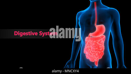 Anatomie der menschlichen Verdauungssystem Stockfoto