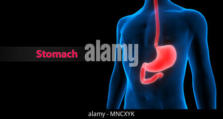 Menschliche Verdauungssystem Magen Anatomie Stockfoto
