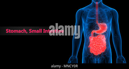 Menschliche Verdauungssystem Magen mit kleinen Darm Anatomie Stockfoto
