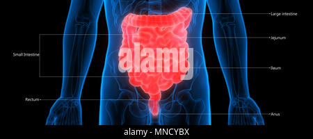 Menschliche Verdauungssystem Große und kleine Darm Anatomie Stockfoto
