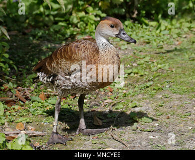 Cuban Whistling Duck (dendrocygna arborea) Stockfoto