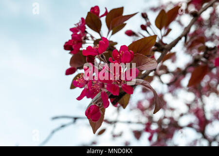 Malus Royalty Crab apple tree blossom. Serbien, Europa. Stockfoto