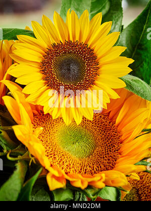 Sonnenblumen in einer Vase, aus der Nähe. Stockfoto