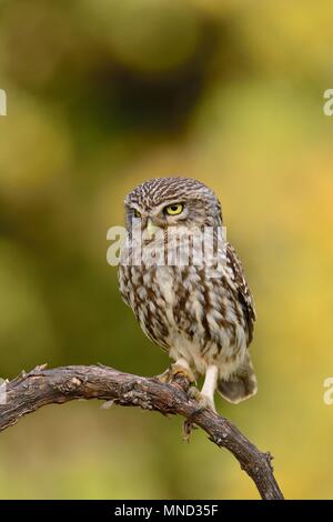 Ein steinkauz, Athene noctua thront auf einem Zweig. Stockfoto