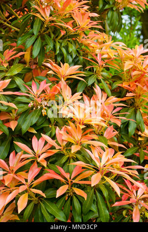 Pieris Strauch, (Pieris floribunda). Wald Flamme, Stockfoto