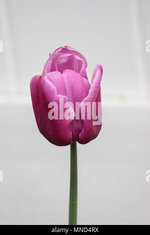 Lila Tulpe Knospen mit einem Hauch von Gelb Stockfoto