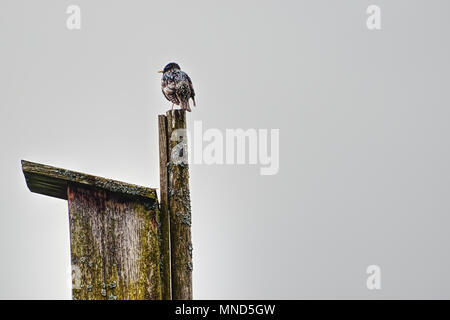 Starling saß auf seinem Vogel Haus Stockfoto