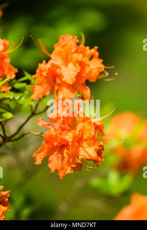 Blühende Frühling orange Azalee Blumen im Garten. Stockfoto