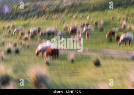 Neugierige Schafe zählen Stockfoto