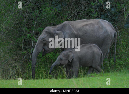 Mutter und Baby Elefant - fotografiert in Bandipur National Park (Karnataka, Indien) Stockfoto