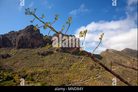 Gran Canaria, Mai, Bergen des zentralen Teils der Insel, Stiel des Agave im Vordergrund, Rock Formation Chimirique im Hintergrund Stockfoto