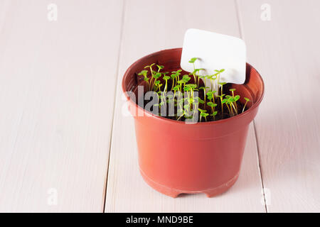 Keimlinge von vergissmeinnicht Blume in einem Kunststoffbehälter mit white label Stockfoto