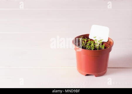 Keimlinge von vergissmeinnicht Blume in einem Kunststoffbehälter mit white label Stockfoto