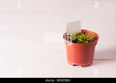 Keimlinge von vergissmeinnicht Blume in einem Kunststoffbehälter mit white label Stockfoto